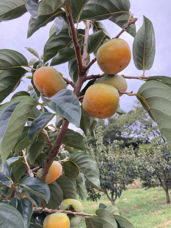 【送料500円引】『平たねなし柿』訳ありL～2L品（箱込み5ｋｇ）