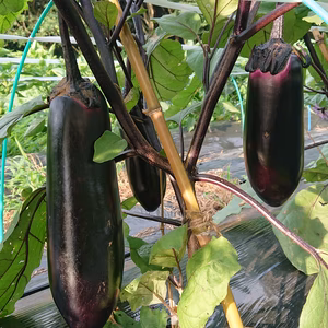 【常温便】自然栽培の野菜セット8～10品『群馬県産』