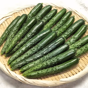 ポクポク柔らかで旨い！めんこいステックキュウリ＜約700g＞