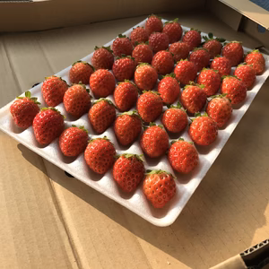 夏秋イチゴ☆42粒☆☆すずあかね