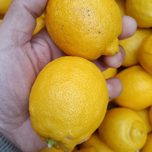 皮も使える広島県産レモン  訳あり三級品 5kg　即日発送可能