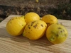 （お得なB級品）やさしい黒潮檸檬 Ｂ級　節減対象農薬：当地比約75％減
