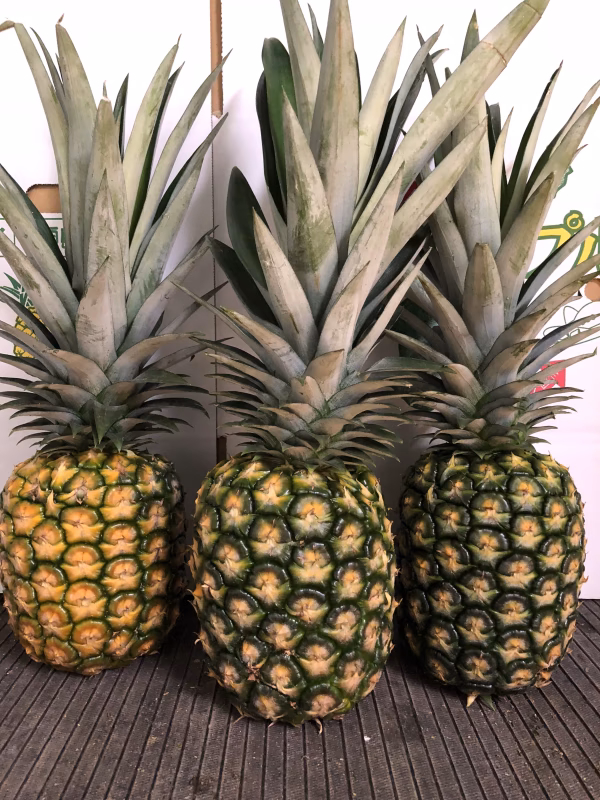 沖縄県石垣島産特大クガニパイン4個