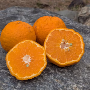 濃厚完熟ポンカン！甘酸っぱさがクセになる逸品　1.5kg