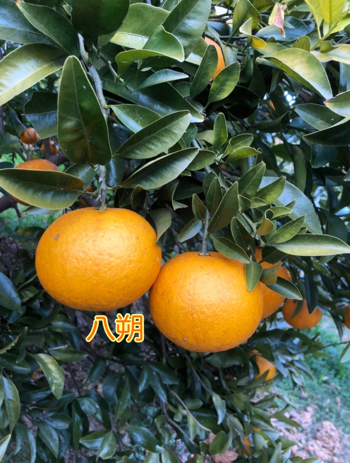 食べ比べ！広島県産【無農薬・家庭用】八朔•紅八朔のセット(5kg/箱