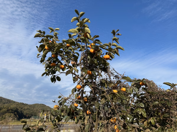 タンポポ農園の太秋柿
