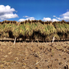 寒暖差の大きな山地の自然栽培玄米２kg【平成28年度徳島県産コシヒカリ】