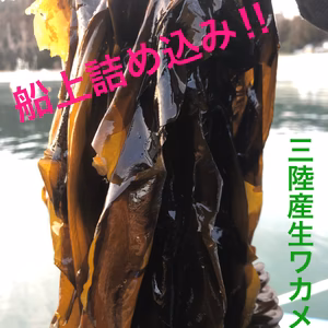 今月限定　発送日に収穫致します‼︎ 南三陸産　生ワカメ嬉しい茎付き　