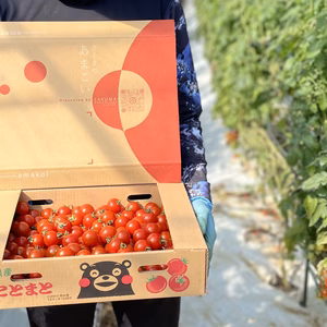 【お買い得！】さくまあまこい 3キロ　ミニトマト