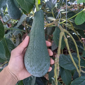 【2セット限定】※大玉！国産アボカド(エッティンガー)×2玉