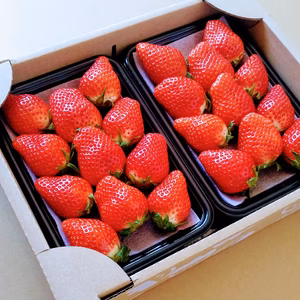 【12/23までに発送!いちご食べ比べ 】やよいひめ よつぼし おいCベリー