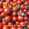 【川上農園】春AS-356 ミニトマト 1.3kg 茨城県産 甘み酸味バランス○