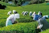 【冷茶専用】静岡茶水出し煎茶ティーバッグ(5g×20個入り)