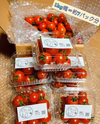 〖送料無料〗ミニトマト☆千果☆採れたて新鮮！〖熊本県産〗 1kg