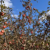 訳あり小玉りんご！お日様たっぷり浴びた葉とらずサンふじ3キロ