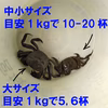 水なしタイプ 松島のモクズガニ 大サイズ1ｋg～ ツガニ もくずがに 