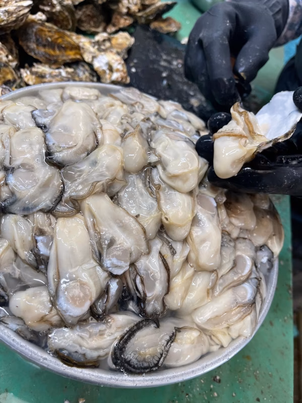 【生牡蠣】【生食用】（500g）×3袋 三重県産 浦村かき むき身牡蠣 生牡蠣