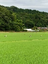 【おまけ付】令和3年度産　白米　つやつやピカピカ丹後米コシヒカリ　特別栽培米