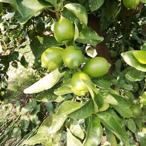 皮も使えるレモン家庭用