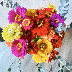 【ジニア30本】〜産地直送〜長く咲く幸せの花「百日草」