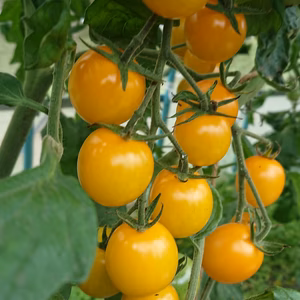 無農薬・無化学肥料栽培の✨プチぷよ✨ちょこっとセット‼️