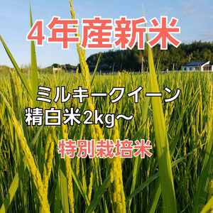 新米4年産ミルキークイーン精白米