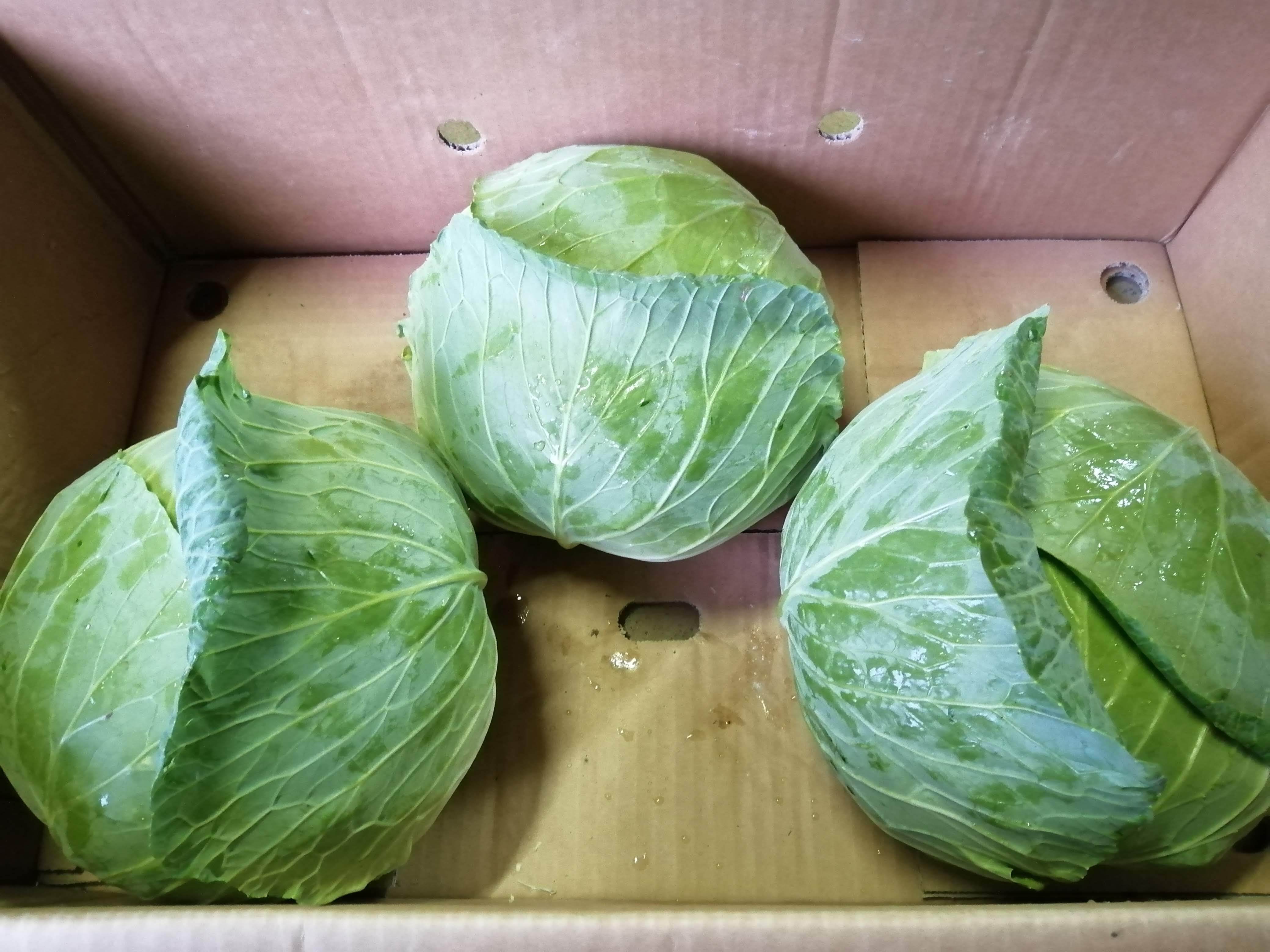 茎レタスの産直通販・お取り寄せ商品｜ポケットマルシェ｜産地