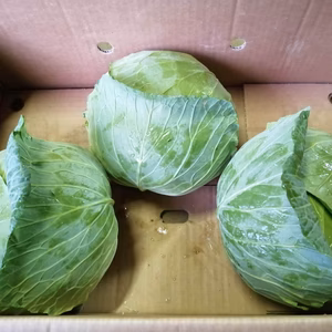 ひぐらし農場のキャベツ＋１種セット【隔週定期便】※7月〜10月3ヶ月間