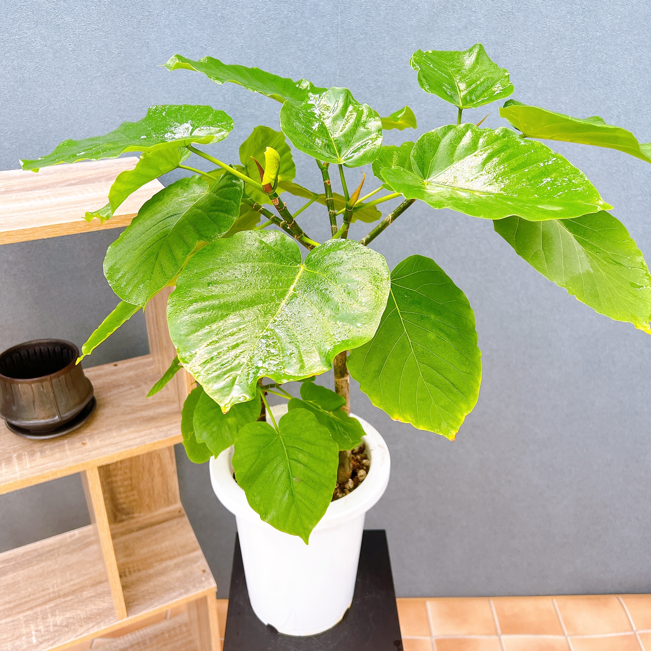 カシワバゴムの木 バンビーノ | 観葉植物通販HitoHana(ひとはな) 現品