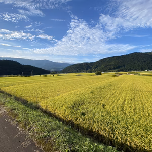 "新米"令和3年度コシヒカリ