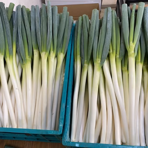 【年末特別SALE】お正月のお鍋にとろ〜り甘い！旬の深谷ねぎ2kg