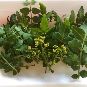 青森県八戸豊崎産　葉山椒　フレッシュ採れたて