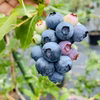 \ 6月上旬発送/ 超大粒ブルーベリー！高級品種ユーリカ