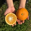 【夏ギフト】自然栽培の柑橘を贅沢にしぼったストレートジュース　４種セット 