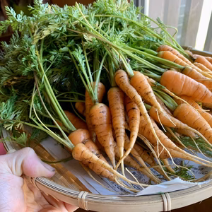 奥出雲産自然栽培葉付きにんじん(2kg)