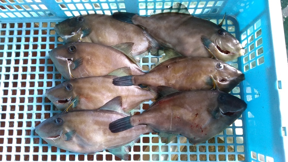 注意事項あり 肝を喰う 匠の活〆 ウマヅラハギ 農家漁師から産地直送の通販 ポケットマルシェ