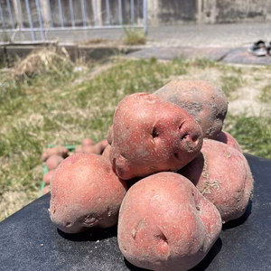 【訳あり商品】アンデス赤　大阪府エコ農産物・農薬不使用・化学肥料不使用認証作物