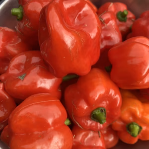 『常温発送』季節限定！激辛生唐辛子５００g『スコッチボネット　赤』