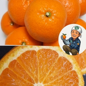 糖度16超❣　あま〜い春みかん♬【レア品】果汁たっぷり!（のうろく）