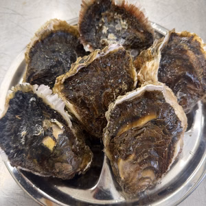 米崎産岩牡蠣　曙（あけぼの）
