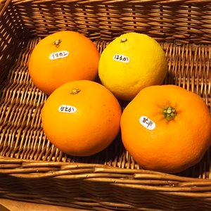 春みかん4種詰合せ（A）～お試しセット～（5kg）