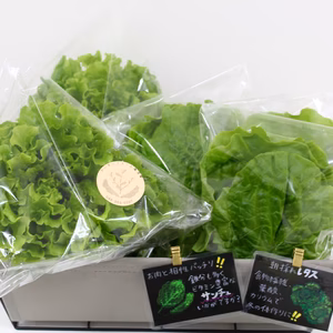 毎日コツコツ野菜生活！葉物セット