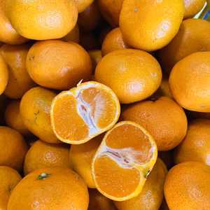 【ご家庭用】※減農薬・有機肥料使用　みかんの王様！浜名湖青島みかん