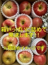 【送料無料】家庭用 サンふじ 箱満タンで発送します！ 3kg箱〜 信州りんご 