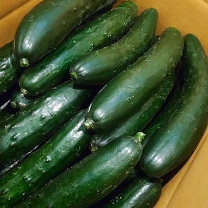 朝採りきゅうりを畑から直送★3キロ★クール便