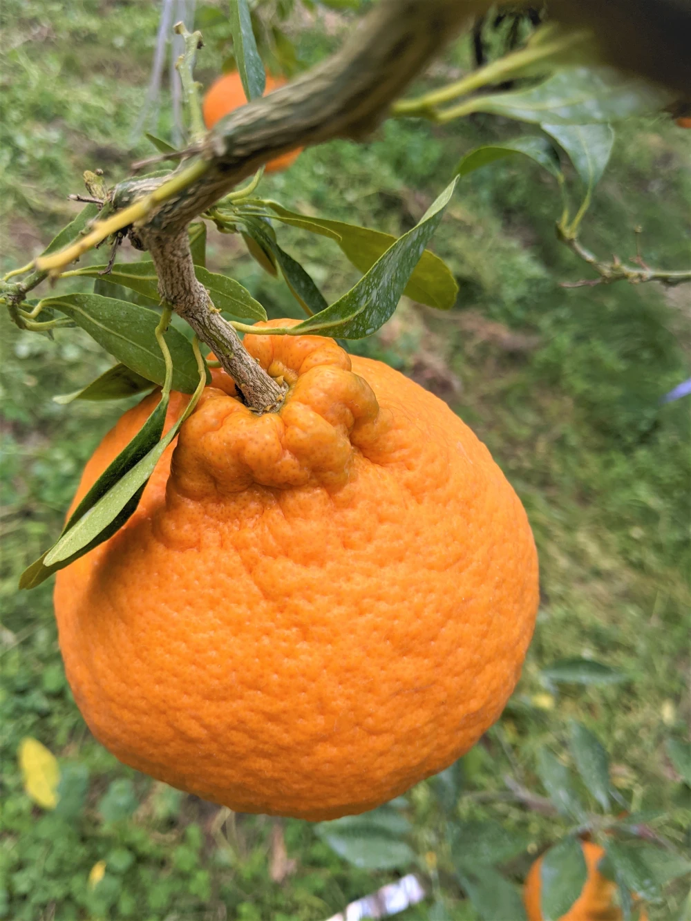 予約　糖度高すぎッ！果皮も丸ごとカブッ！と ”味香デコ” 5kg