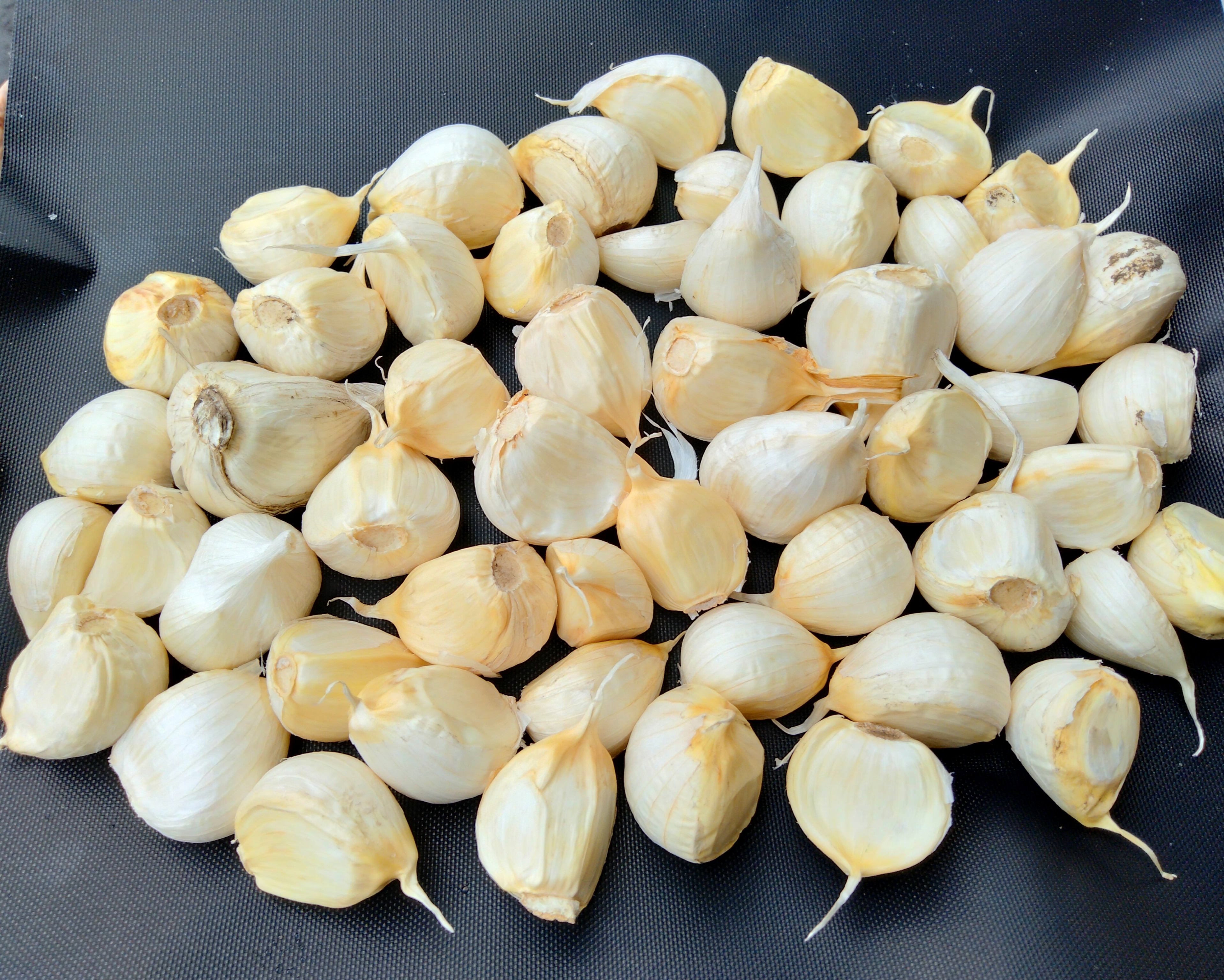 にんにく王子② 黒にんにく卵黄 475mg×62粒 卵黄油 にんにく 青森産 福地