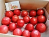 7月上旬発送【まとめ買い】王様トマト~樹上完熟の真っ赤なトマト~