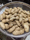 9月発【予約増量♫】落花生　“おおまさり”  from 名水の里　秦野