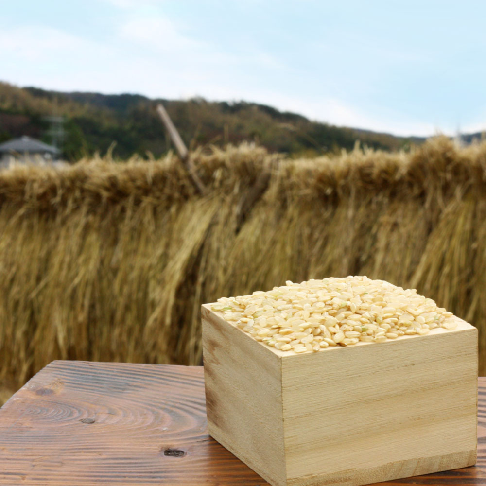 こばやし　農薬不使用コシヒカリ天日干し　5分づき１０キロ　もみすり立て コシヒカリ 米 令和7年 天日干完熟米 プレミアム魚沼コシヒカリ 玄米